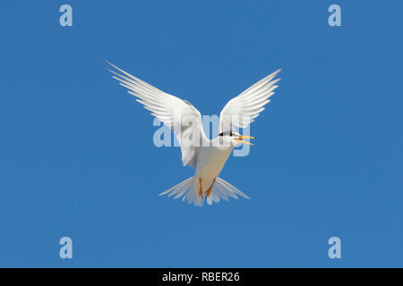 Gebänderte Zwergseeschwalbe (Sterna albifrons albifrons/Sternula) Aufruf im Flug gegen den blauen Himmel Stockfoto