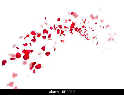 Die blütenblätter einer dunklen roten Rose fliegen weit in die Ferne. Weiß isoliert Hintergrund. Auf einem unscharfen Hintergrund von Rosenblättern Stockfoto