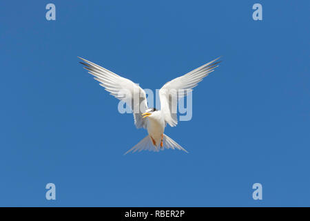 Gebänderte Zwergseeschwalbe (Sterna albifrons albifrons/Sternula) Aufruf im Flug gegen den blauen Himmel Stockfoto