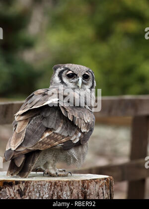 Verreaux's Eagle Owl, stehend auf einem Post. Stockfoto