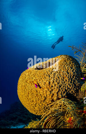 Atemberaubende Aussicht der Unterwasserwelt tropischer Riffe mit großen Weichkorallen und Taucher Silhouette mit klarem, blauen Wasser im Hintergrund. Stockfoto