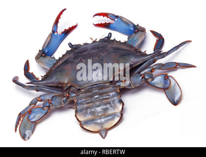 Live Blue crab auf weißem Hintergrund mit offenen Klauen Stockfoto