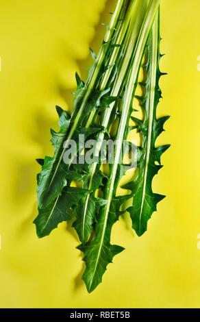 Die hellen Blätter Chicorée Salat auf einem gelben Hintergrund, studio Shot, Ansicht von oben, das Gemüse auch genannt wird Chicorée Katalonien, Einfärbung, vertic Stockfoto