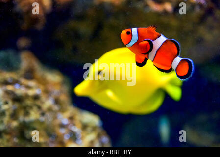 Doktor Fisch, Clownfische Stockfoto