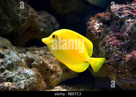 Doktor Fisch, Clownfische Stockfoto