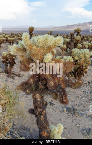 Nahaufnahme eines cholla Cactus (Cylindropuntia Fulgida) Bush in der cholla Cactus Garden, Joshua Tree National Park, Kalifornien, USA. Stockfoto