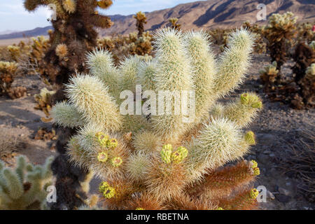 Nahaufnahme eines cholla Cactus (Cylindropuntia Fulgida) Bush in der cholla Cactus Garden, Joshua Tree National Park, Kalifornien, USA. Stockfoto