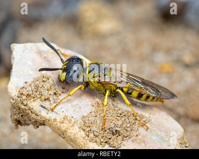 Die männlichen Bee-Wolf (Philanthus triangulum) Das ist viel kleiner auf die weibliche. Ein Mitglied der Bagger Wespen (Crabronidae). Wasp Familie Vespid Stockfoto