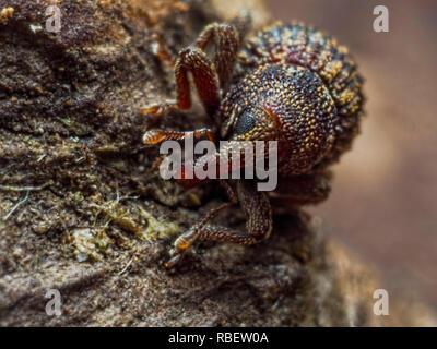 Hier ist noch ein kleiner Bug, ca. 1-3 mm gross. Dieses Mal ein Acorn oder Mutter Rüsselkäfer auf einer verfallenden Niederlassung in Ramsdown Waldgebiet in der Nähe von Christchurch gefunden. Stockfoto