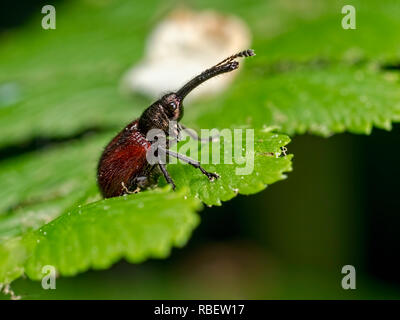 Ein Blatt - rolling Rüsselkäfer (Byctiscus populi) an blashford Seen Naturschutzgebiet in Hampshire gefunden Stockfoto