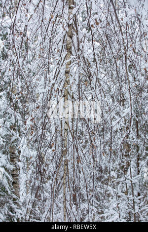 Schräge birke Niederlassungen in den Schnee. Close-up Stockfoto