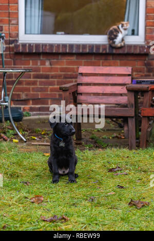 Hund Katze Vs. Stockfoto