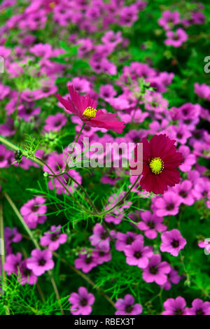 Cosmos Bipinnatus dazzler, Geranium Anne Thomson, magenta, rosa, Blume, Blumen, Blüte Kombination, jährliche, mehrjährig, RM Floral Stockfoto