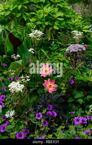 Dahlie Twyning von Revel, Coral orange gelb gefärbt, Geranium Anne Thomson, magenta, pink, Musa, Angelica, Mix, Gemischt, Bett, Grenze, Blume, Blumen, Blüte, RM Stockfoto