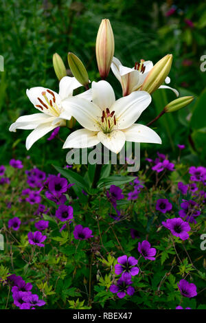 Lilium eyeliner, Geranium Anne Thomson, magenta, pink, Mix, Gemischt, Bett, Grenze, Blume, Blumen, Blüte, weiße Lilie eyeliner, RM Floral Stockfoto