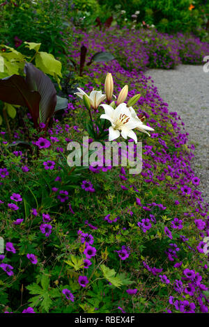 Lilium eyeliner, Geranium Anne Thomson, magenta, pink, Mix, Gemischt, Bett, Grenze, Blume, Blumen, Blüte, weiße Lilie eyeliner, RM Floral Stockfoto