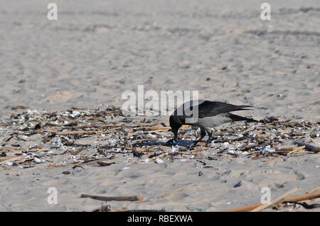 Nebelkrähe (Corvus cornix) Hoodie am Strand Fütterung Stockfoto