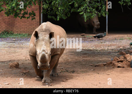 Vom Aussterben bedrohten weißen Nashorns Paar (Rhinocerotidae)) In Gefangenschaft Stockfoto