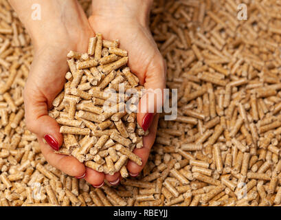Alternative Biokraftstoffe aus Sägemehl pellets in Händen. Stockfoto