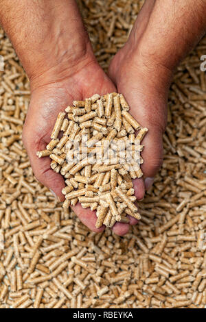 Alternative Biokraftstoffe aus Sägemehl pellets in Händen. Stockfoto