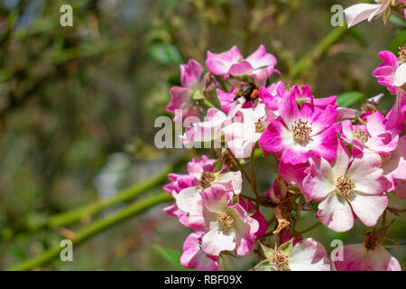 Kleine rosa Rose im Sommer Stockfoto