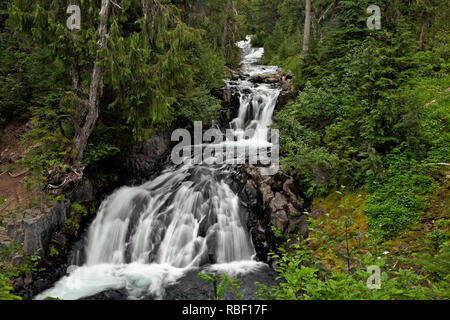 WA 15706-00 ... WASHINGTON - Kleine Wasserfälle und Kaskaden entlang der Paradies River Trail im Mount Rainier National Park. Stockfoto