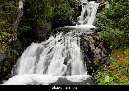 WA 15707-00 ... WASHINGTON - Kleine Wasserfälle und Kaskaden entlang der Paradies River Trail im Mount Rainier National Park. Stockfoto