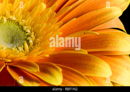 Makro Blume Blüte hautnah. Schöne Blütenblätter extreme Close up. Stockfoto