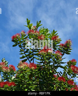 Neuseeland Pohutukawa Baum in voller Mitte Sommer blühen. Auch als die NZ Christmas Tree bekannt, weil sie in Blume am Weihnachtstag kommen. Stockfoto