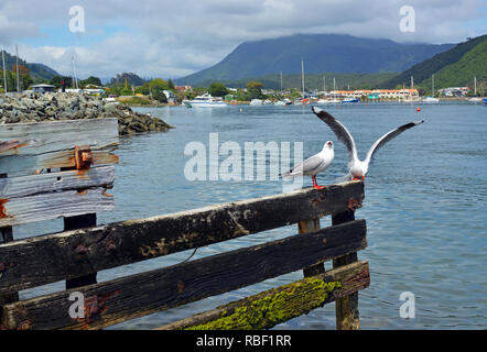 Möwen auf einem alten Holzsteg im Landesinneren Bay, Marlborough Sounds, Neuseeland Stockfoto