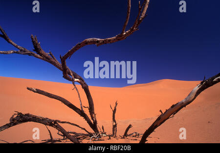 Die Simpson Desert ist ein großer Bereich von trockenen, roten Sandstrand und Dünen in Northern Territory, South Australia und Queensland in Australien. Gesehen Stockfoto