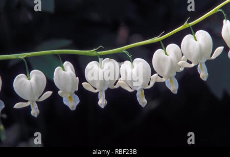 WEISSE DICENTRA SPECTABILIS "ALBA" AUCH ALS BLUTENDES HERZ, ASIATISCHES BLUTENDES HERZ, LYROLBLÜTE ODER HERZBLUME BEKANNT. Stockfoto