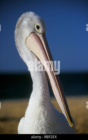 Nahaufnahme EINES AUSTRALISCHEN PELICAN (PELECANUS CONSPICILLATUS) KIMBERLEYS, WESTERN AUSTRALIA Stockfoto