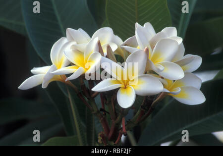 Gelbe und weiße Blumen Frangipani (Plumeria) Stockfoto