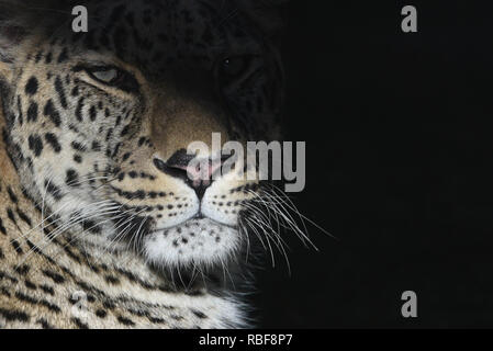 Madrid, Spanien. 9 Jan, 2019. Ein männlicher Persischer Leopard (Panthera pardus) in seinem Gehege im Zoo Madrid gesehen. Quelle: John milner/SOPA Images/ZUMA Draht/Alamy leben Nachrichten Stockfoto