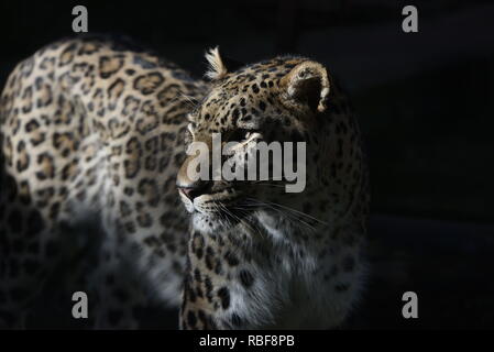 Madrid, Spanien. 9 Jan, 2019. Ein männlicher Persischer Leopard (Panthera pardus) in seinem Gehege im Zoo Madrid gesehen. Quelle: John milner/SOPA Images/ZUMA Draht/Alamy leben Nachrichten Stockfoto