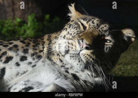 Madrid, Spanien. 9 Jan, 2019. Ein männlicher Persischer Leopard (Panthera pardus) in seinem Gehege im Zoo Madrid gesehen. Quelle: John milner/SOPA Images/ZUMA Draht/Alamy leben Nachrichten Stockfoto