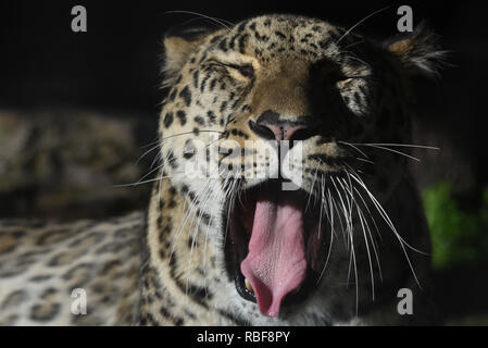 Madrid, Spanien. 9 Jan, 2019. Ein männlicher Persischer Leopard (Panthera pardus) in seinem Gehege im Zoo Madrid gesehen. Quelle: John milner/SOPA Images/ZUMA Draht/Alamy leben Nachrichten Stockfoto