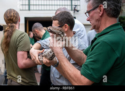 Dresden, Deutschland. 10 Jan, 2019. Ein 25-jähriger Netzpython ist aus seinem Terrarium durch die Zoomitarbeiern auf einer Presseveranstaltung für die jährliche Bestandsaufnahme in Dresden Zoo durchgeführt. Credit: Monika Skolimowska/dpa-Zentralbild/dpa/Alamy leben Nachrichten Stockfoto
