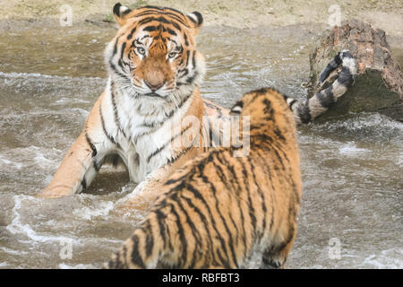 ZSL Whipsnade, Bedfordshire, 10. Jan 2019. Tiger Vati Botzman geht für eine improvisierte Badewanne trotz der kalten Temperaturen, und zeigt seinem Sohn wie ein Spritzen zu machen. Amur tiger Eltern Botzman (männlich) und Naya (weiblich) mit ihren drei Jungen Zaren, Dimitri und Makari spielerisch die noteboard untersucht und behandelt in ihrem Gehege. Die Heimat von mehr als 3.500 Tiere, zoowärter im größten Zoo in Großbritannien wird Staub aus den Ablagen und Taschenrechner, Lager der Wirbellosen, Vogel, Fische, Säugetiere, Reptilien und Amphibien. Credit: Imageplotter Nachrichten und Sport/Alamy leben Nachrichten Stockfoto