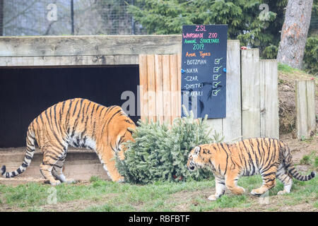 ZSL Whipsnade, Bedfordshire, 10. Jan 2019. Amur tiger Eltern Botzman (männlich) und Naya (weiblich) mit ihren drei Jungen Zaren, Dimitri und Makari spielerisch die noteboard untersucht und behandelt in ihrem Gehege. Die Heimat von mehr als 3.500 Tiere, zoowärter im größten Zoo in Großbritannien wird Staub aus den Ablagen und Taschenrechner, Lager der Wirbellosen, Vogel, Fische, Säugetiere, Reptilien und Amphibien. Die Heimat von mehr als 3.500 Tiere, zoowärter im größten Zoo in Großbritannien wird Staub aus den Ablagen und Taschenrechner, Lager der Wirbellosen, Vogel, Fische, Säugetiere, Reptilien und Amphibien. Stockfoto