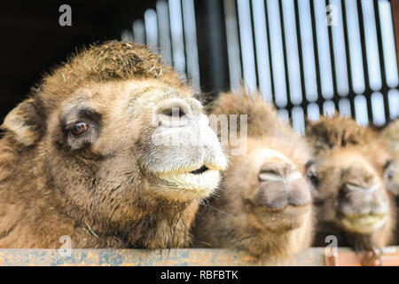 ZSL Whipsnade, Bedfordshire, 10. Jan 2019. Keeper Louise zieht Bilanz über die Herde der Zoo von 8 baktrischen Kamele, eine gemischte Gruppe von Männchen, Weibchen und mehrere junge Tiere, die ruhig in ihrer Beschwerdebegründung grasen. Die Heimat von mehr als 3.500 Tiere, zoowärter im größten Zoo in Großbritannien wird Staub aus den Ablagen und Taschenrechner, Lager der Wirbellosen, Vogel, Fische, Säugetiere, Reptilien und Amphibien. Die Heimat von mehr als 3.500 Tiere, zoowärter im größten Zoo in Großbritannien wird Staub aus den Ablagen und Taschenrechner, Lager der Wirbellosen, Vogel, Fische, Säugetiere, Reptilien und Amphibien. Gutschrift: Stockfoto