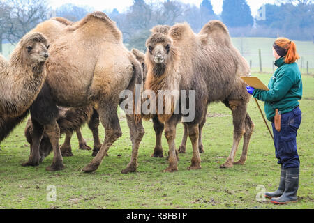 ZSL Whipsnade, Bedfordshire, 10. Jan 2019. Keeper Louise zieht Bilanz über die Herde der Zoo von 8 baktrischen Kamele, eine gemischte Gruppe von Männchen, Weibchen und mehrere junge Tiere, die ruhig in ihrer Beschwerdebegründung grasen. Die Heimat von mehr als 3.500 Tiere, zoowärter im größten Zoo in Großbritannien wird Staub aus den Ablagen und Taschenrechner, Lager der Wirbellosen, Vogel, Fische, Säugetiere, Reptilien und Amphibien. Die Heimat von mehr als 3.500 Tiere, zoowärter im größten Zoo in Großbritannien wird Staub aus den Ablagen und Taschenrechner, Lager der Wirbellosen, Vogel, Fische, Säugetiere, Reptilien und Amphibien. Gutschrift: Stockfoto