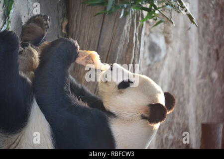 Peking, Peking, China. 10 Jan, 2019. Peking, China - ein Panda essen Bambus und Karotten zum Beijing Zoo. Credit: SIPA Asien/ZUMA Draht/Alamy leben Nachrichten Stockfoto