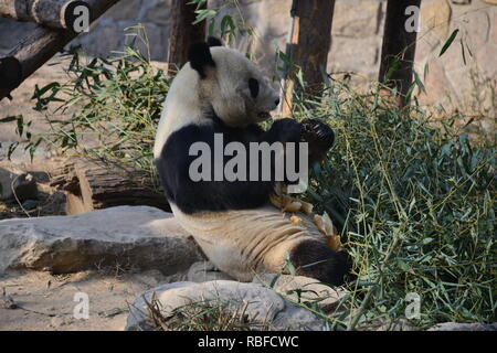 Peking, Peking, China. 10 Jan, 2019. Peking, China - ein Panda essen Bambus und Karotten zum Beijing Zoo. Credit: SIPA Asien/ZUMA Draht/Alamy leben Nachrichten Stockfoto