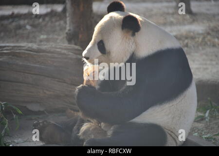 Peking, Peking, China. 10 Jan, 2019. Peking, China - ein Panda essen Bambus und Karotten zum Beijing Zoo. Credit: SIPA Asien/ZUMA Draht/Alamy leben Nachrichten Stockfoto