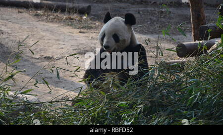 Peking, Peking, China. 10 Jan, 2019. Peking, China - ein Panda essen Bambus und Karotten zum Beijing Zoo. Credit: SIPA Asien/ZUMA Draht/Alamy leben Nachrichten Stockfoto