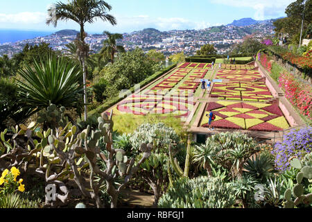 Funchal, Portugal. 20 Nov, 2018. Eine Blume Mosaik in den Botanischen Garten, Jardim Botnico da Madeira, Funchal auf der portugiesischen Insel Madeira. Quelle: Holger Hollemann/dpa/Alamy leben Nachrichten Stockfoto