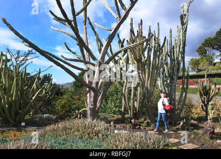 Funchal, Portugal. 20 Nov, 2018. Verschiedene Arten von Kakteen im Botanischen Garten, Jardim Botnico da Madeira, Funchal auf der portugiesischen Insel Madeira. Quelle: Holger Hollemann/dpa/Alamy leben Nachrichten Stockfoto