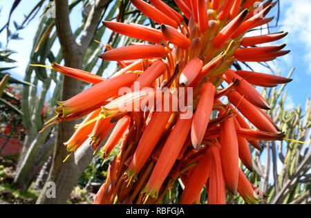 Funchal, Portugal. 20 Nov, 2018. Blühende Kakteen im Botanischen Garten, Jardim Botânico da Madeira, Funchal auf der portugiesischen Insel Madeira. Quelle: Holger Hollemann/dpa/Alamy leben Nachrichten Stockfoto